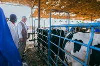 Sudan: FAO launches nationwide livestock vaccination campaign to protect food security and livelihoods amid conflict