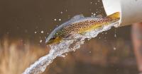 Environmental impacts cause Wildlife Agency to adjust fall mountain trout stockings