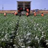 Türkiye launches $5.3 bln farm and food financing plan