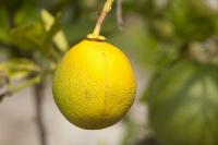 How the transition to HLB-resistant cultivars could reshape citrus economics