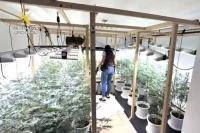 Two arrested after police raid cannabis farm in Tenerife