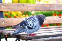 How to Keep Bird Poop Off Your Outdoor Furniture (And the #1 Thing Experts Say to Never Do)