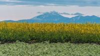 BASF’s InVigor Gold Canola Seed to be Processed by Bunge, Supporting Commercialization in North America