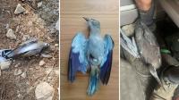 BirdLife Malta reports 21 birds shot down over the past week