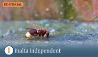 TMID Editorial: Years of warnings, little action on Malta’s hornet problem