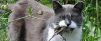 Malta has become ‘a paradise for most pest species’, pest control expert says