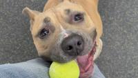 Huge snuggle bug: Meet Ruby, the Nebraska Humane Society's pet of the week