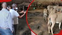 Nairobi beef lovers, butchers on high alert after raid on donkey slaughterhouse