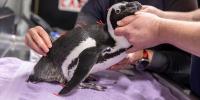 New England Aquarium treats elderly African penguin with acupuncture