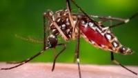 Florida dengue cases climbing. See counties confirming infections
