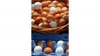 South Africa’s egg sector enjoys remarkable 2025 upturn