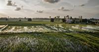 Inside Tilda’s push to slash rice emissions through smarter water management