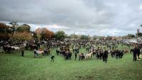 Music, fireworks and tradition as Ballinasloe Horse Fair set to return