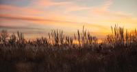Lake Area Volunteers Fight Habitat Loss & Raise Funds To Support Wildlife