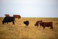Beef industry faces uncertainty entering October