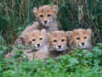 Cheetah cubs at Prague Zoo are doing well after strong storms and mother's illness