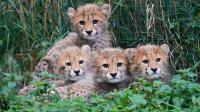 Cheetah cubs at Prague Zoo are doing well after a period of strong storms and their mother's illness