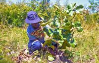 Scientists clone Southern Africa’s wild fruit trees as forests disappear