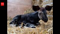 Singapore welcomes Southeast Asia’s first okapi calf: Why this rare ‘forest giraffe’ is so unusual