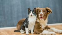 Cayman Islands updates rules for importing dogs and cats