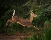 Illinois Drivers Beware: Deer Mating Season Is About To Start