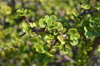 Bringing home the spekboom — Wonder plant should be a staple veggie, say researchers