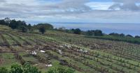 Maui County agriculture officials call on farmers, ranchers to prepare for Hurricane Nolo