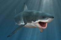 Great White Shark Attacks Rare ‘Ghost’ Dolphin in First Recorded Case, Researchers Say