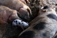 U.S. hog inventory drops 2% in September quarterly report