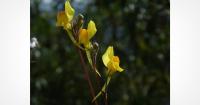 Tourist’s Photo Accidentally Leads to Discovery of New Flower Species