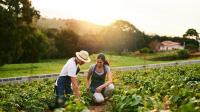 The World's Most Widely Produced Food Item Isn't What You'd Expect