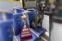 Top dogs: 2 Metro Vancouver Transit Police dogs named best in Canada