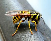 Yellow Jacket Season In Northern Illinois: Some Things To Know