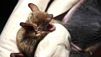 Michigan health officials warn of rising rabies risk