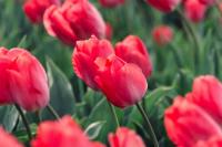 Entrepreneur Grew Tulips on Homestead Plot on an Industrial Scale