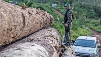 To tackle environmental crime, track profits through the whole supply chain (commentary)