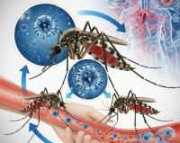 Health authorities call for increased prevention measures amid arbovirus outbreak
