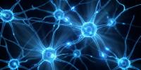 Scientists identify the nose-to-brain circuit that makes slow breathing calming