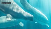 Shedd Aquarium releases preliminary medical findings after recent deaths of 3 beluga whales