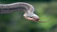 Britain's 'harmless' smooth snake may deliver venom through rear fangs, study says