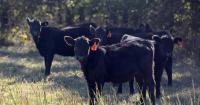 Cattle industry groups warn of economic impact from ICE operations