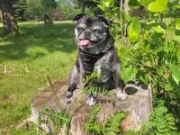 New Penhold dog park welcomes residents and their dogs