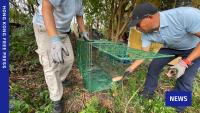 Gov’t refutes animal activist’s claims over stray dog culling following fatal mauling