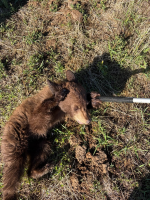 State wildlife officials euthanize bear cub found near Heber Valley Airport after it bites officer