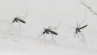 More mosquito bites in California? An invasive species may be to blame 