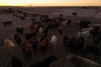 US immigration crackdown hits Kansas, disrupts beef processing