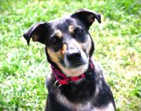 The Cost of Companionship: Economic Instability Impacts Animal Adoptions