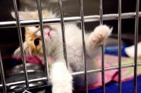 New York kitten rescue says ‘NO. F***ING. MAGA’ adoptions,