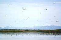 Utah Ends 20-Year Fight Over Bear River Refuge, Banks Up to $66M for Great Salt Lake