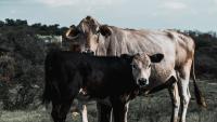 Namibia halts livestock movement after foot-and-mouth disease outbreak